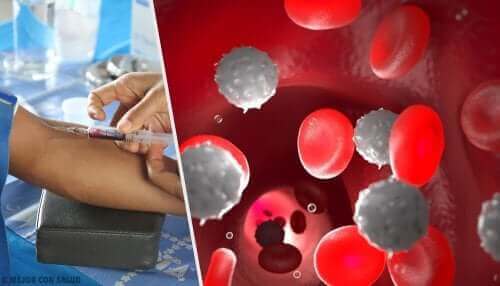 Alyuvar ve akyuvarlar.