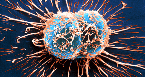Bağışıklık Sistemi Kanser İle Nasıl Savaşır
