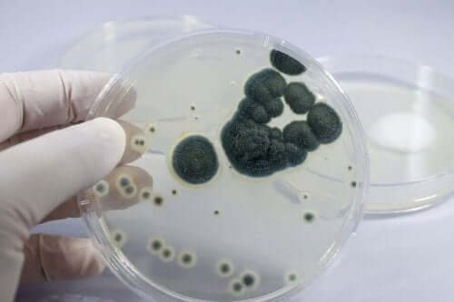 penisilin görünüm bakteri 