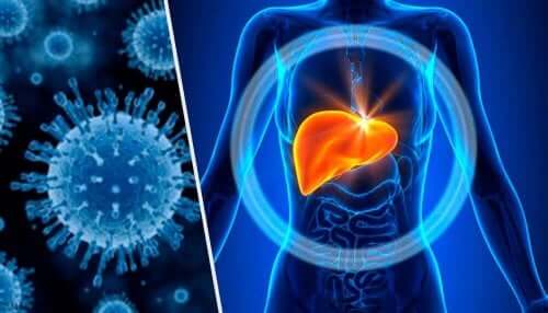 karaciğer metabolizması