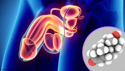 Erkek üreme sistemi ve androjenler.