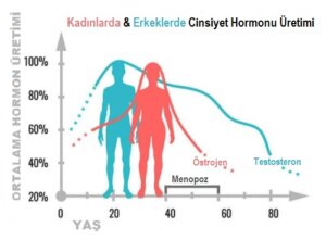 Cinsiyet Hormonları Ne Yapar?