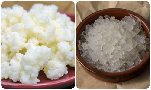 Su kefiri ve süt kefiri mayası.