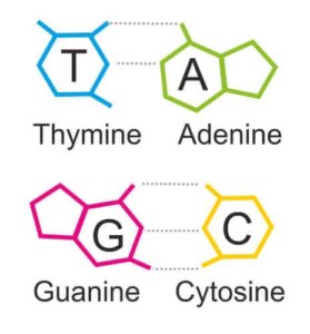 Pürinler Hakkında Bilmeniz Gereken Her Şey