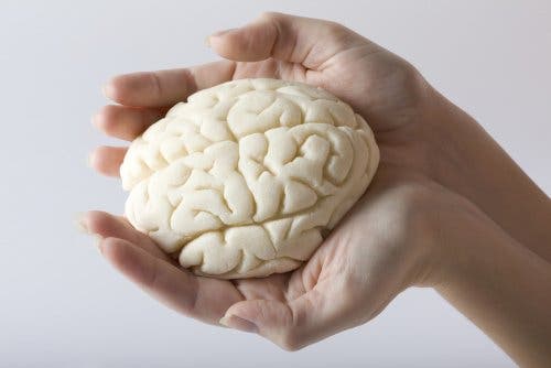 Ellerinde bir beyin örneği tutan bir kişi.
