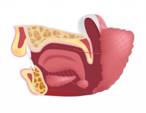 Submaksiler Bezler Nelerdir?