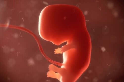 Annenin beslenme şekli ebriyoyu etkiler.