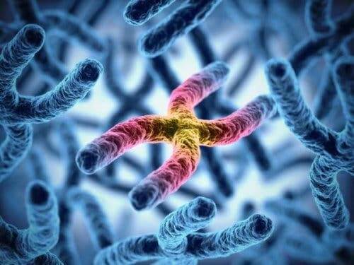 Kromozomları gösteren bir resim.