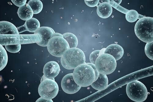 Candida albicans molekülleri.