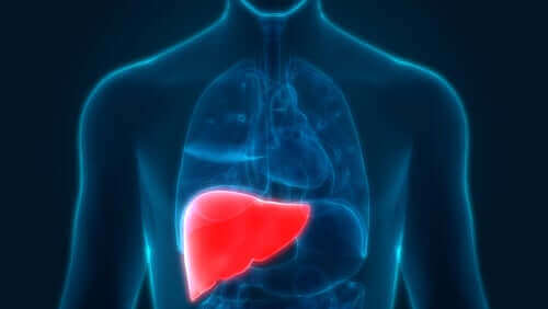 Kırmızı ile gösterilen bir karaciğer.