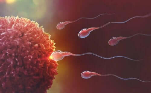 Yumurtanın sperm ile döllenmesi