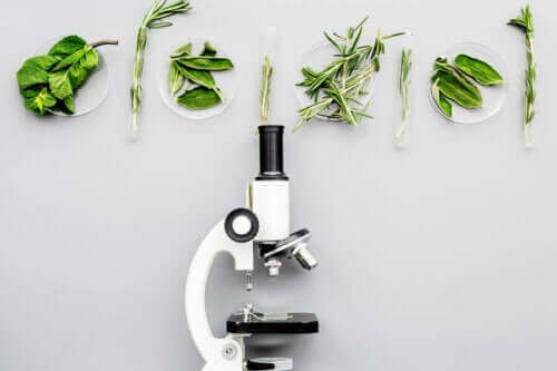 Mikroskop altında incelenmek üzere olan yeşil sebzeler.
