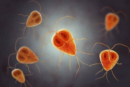 Giyardiya protozoa mikroskobik görüntüsü