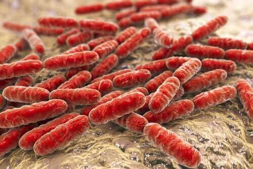 Bir dizi bakteri hücresi.