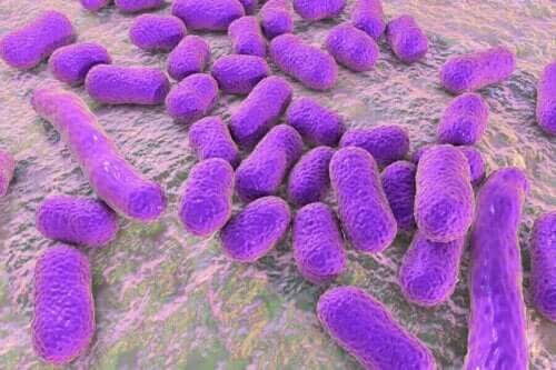 Bir dizi bakteri.