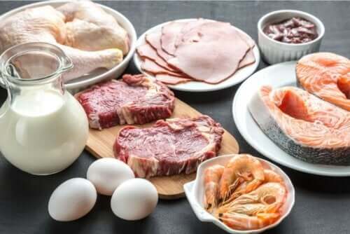 farklı protein kaynakları