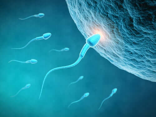 Sperm Kalitesi Bir Erkeğin Beslenme Düzeninden Nasıl Etkilenir?