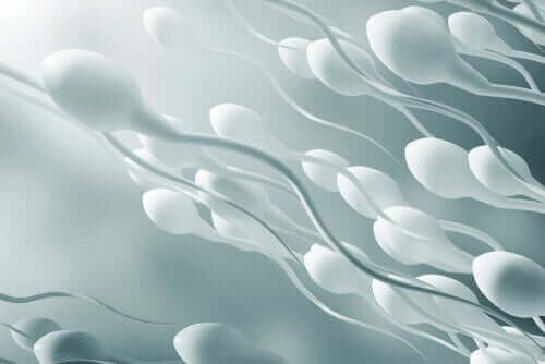 Yüzen sperm hücreleri.