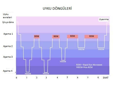 uyku döngüsü