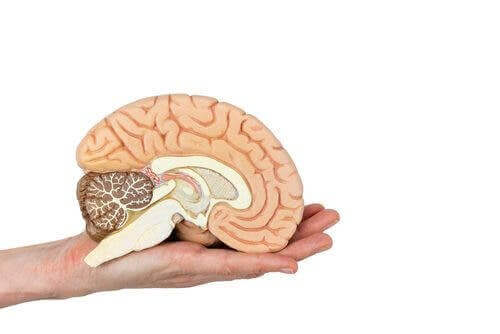 Elinde bir beyin modeli tutan bir kişi.
