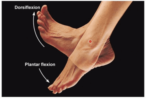 Dorsifleksiyon ve plantar fleksiyon hareketlerini gösteren bir resim.