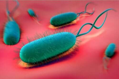 H. pilori bakterisi