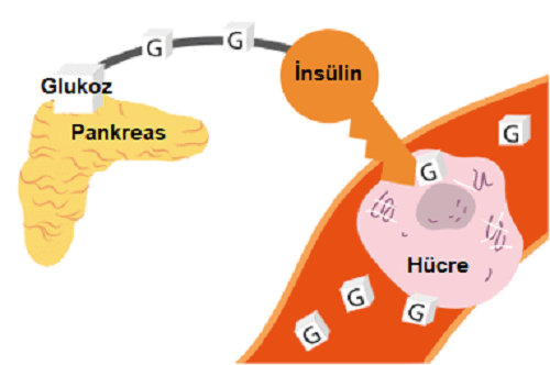 insülin pankreas