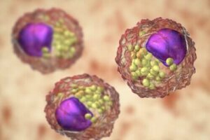 Lipidlerin Özellikleri, Tipleri ve İşlevi