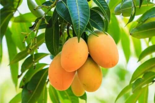 Ağacın üzerinde duran mangolar.