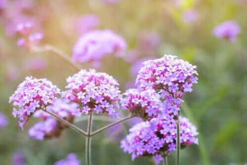 Mine Çiçeği: Tanımı, Özellikleri ve Kullanımları