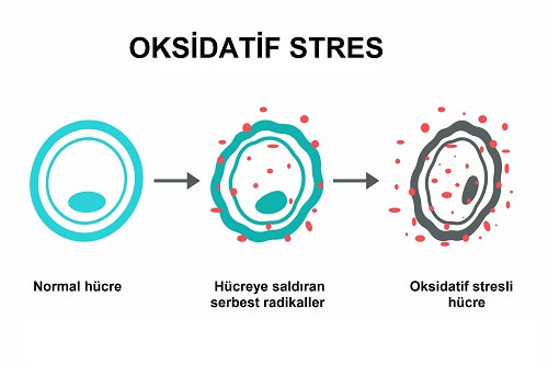 oksidatif stres