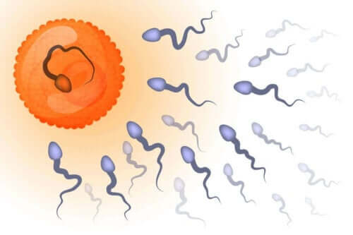 Yumurtayı döllemek için yarışan spermler görseli