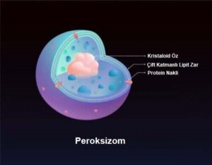 Zellweger Sendromu Hakkında Bilmeniz Gerekenler