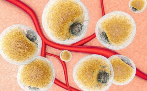 hücresel adipoz doku