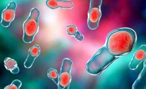 Clostridium difficile bakterileri.