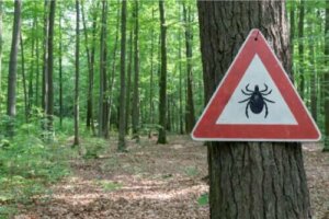 Lyme Hastalığının Tedavisi Nasıl Olur