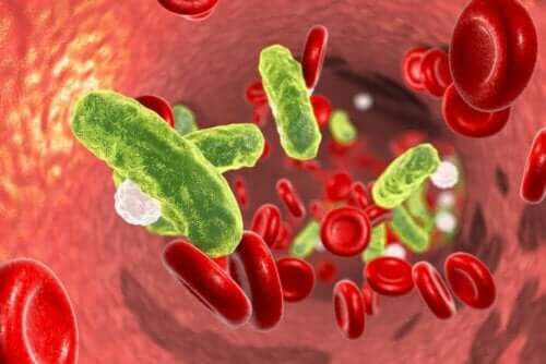 Kanda bulunan bakterileri gösteren bir illüstrasyon.