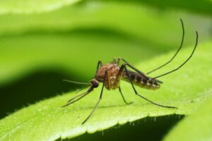 Sivrisinek Kaynaklı Başlıca Hastalıklar