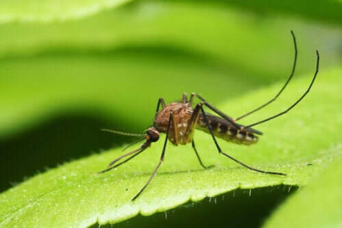 Sivrisinek Kaynaklı Başlıca Hastalıklar