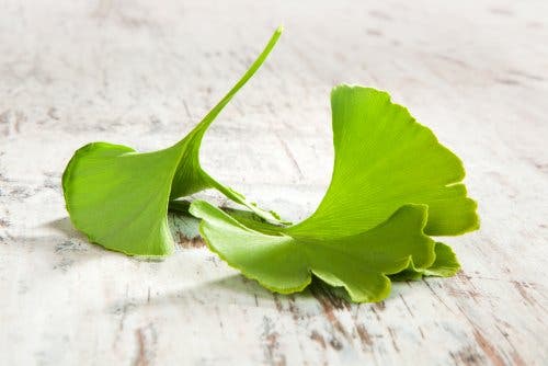 ginkgo-biloba-yapraklari