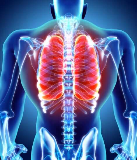Akciğer ve insan vücudu görseli