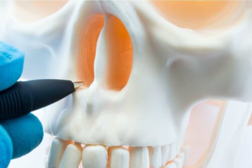 Bir kafatasının üzerindeki burun boşluklarını gösteren bir doktor.