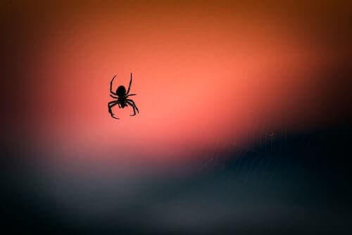 Örümcek Zehri: Beyin Hasarını Azaltmaya Etkisi