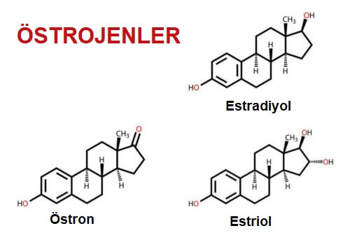 östrojenler