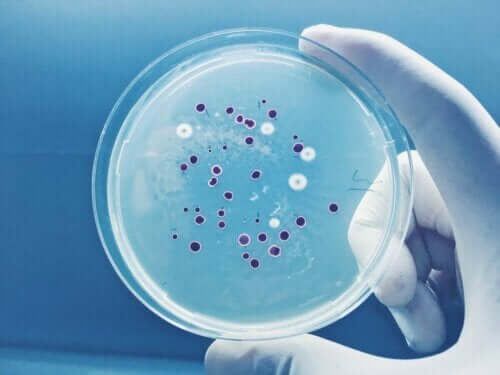 bir laboratuvar çalışanı elinde petri kabını tutuyor