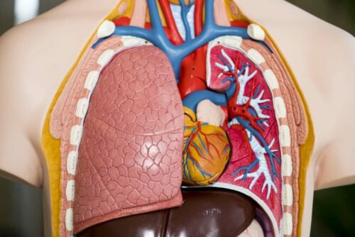 Akciğerlerin görünebildiği plastik bir vücut modeli.