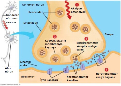 sinaps görsel