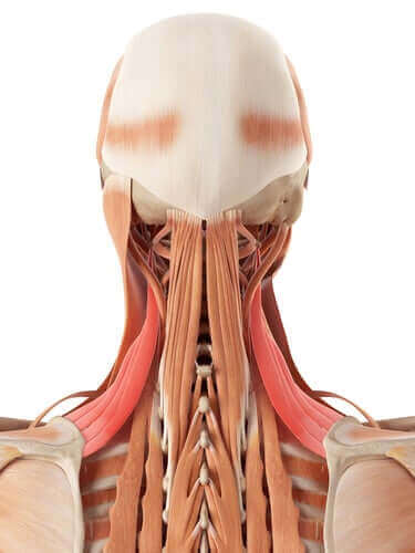 Boyun Anatomisi: Kemikler ve Kıkırdak