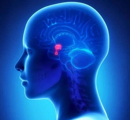Hipofiz bezinin yerini gösteren bir illüstrasyon.