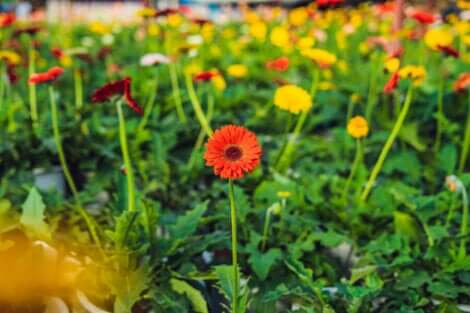 Gerbera